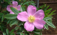 R. nitida