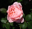 Brother Cadfael