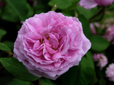 Comte de Chambord