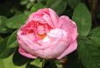 Marie de Blois