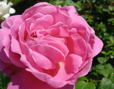 Mary-Rose