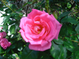 Morning Jewel