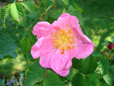 R. gallica