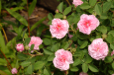 Rose de Meaux