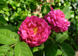 Rose de Rescht