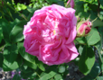 Rose des Peintres