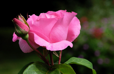 The Maccarthney Rose