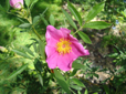 R. foliolosa