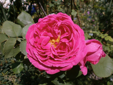 Mme Isaac Peirere