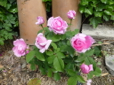Mme Knoor