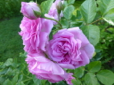 Lavender Lassie