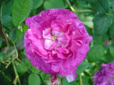 Belle de Crécy