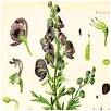 aconitum