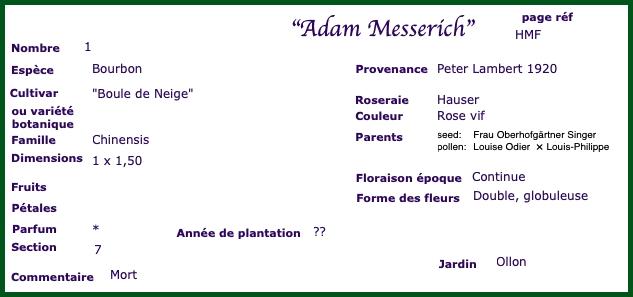 adam