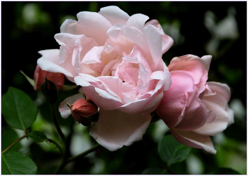 Albertine