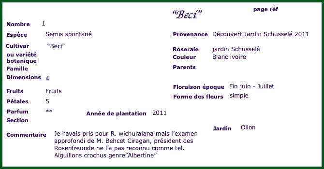 beci