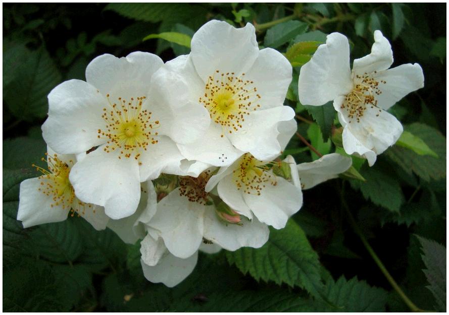 becifleur