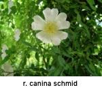 canschmid