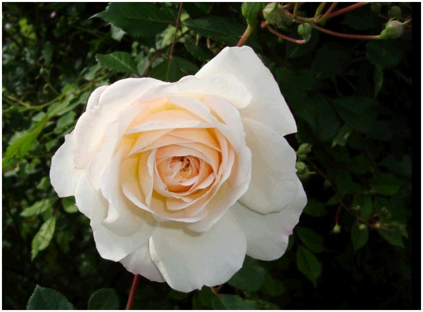 CrocusRose