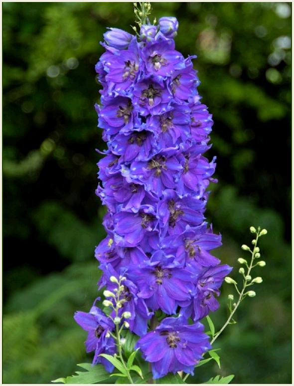 Delphinium