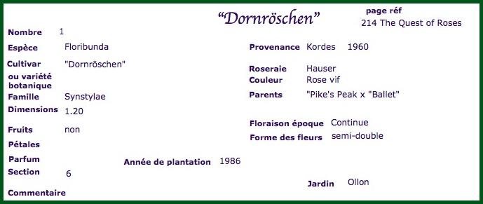 dorn