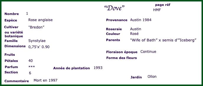 dove21
