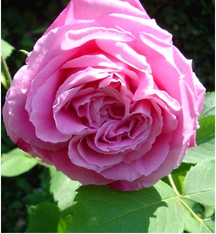 Baroness de Rothschild