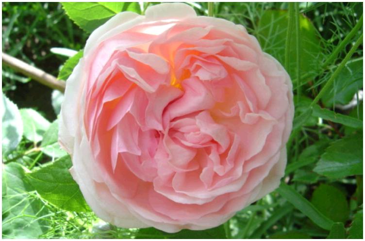 Eglantine