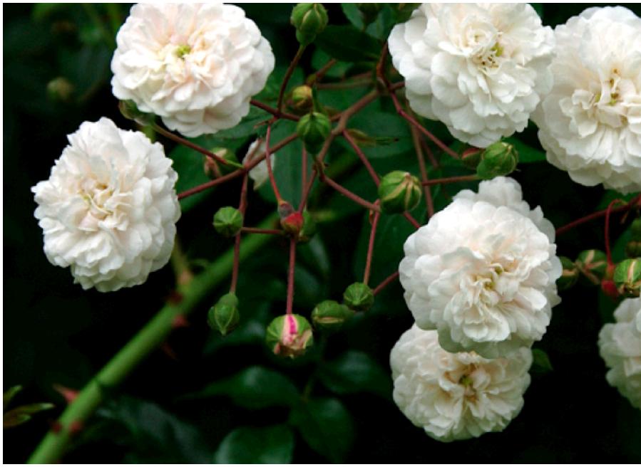 Flora