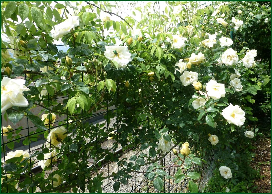 Gardenia1