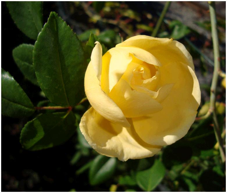 Gardenia