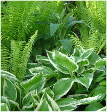 hosta