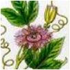 ipassiflore