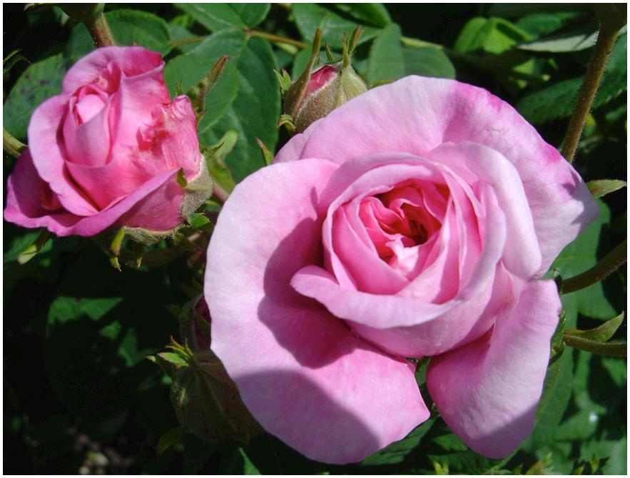 Ispahan