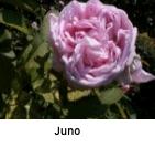 juno