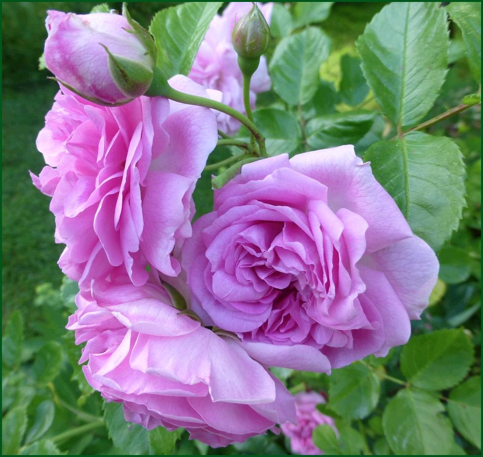lavenderlassie