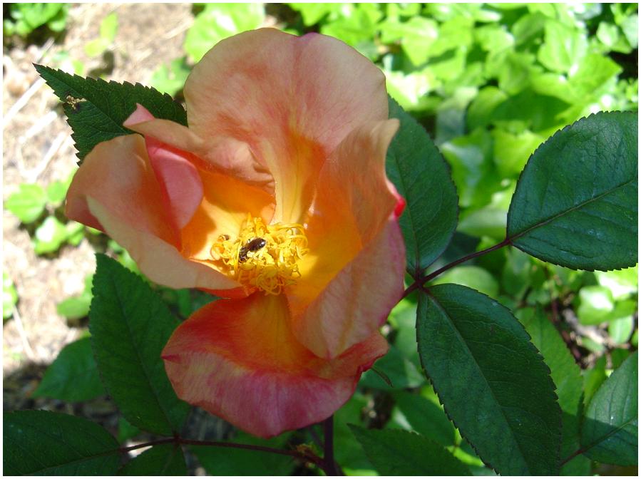 Mutabilis