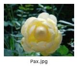 pax