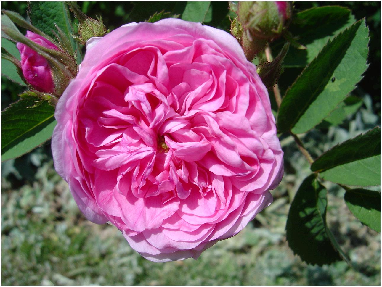 Pompon