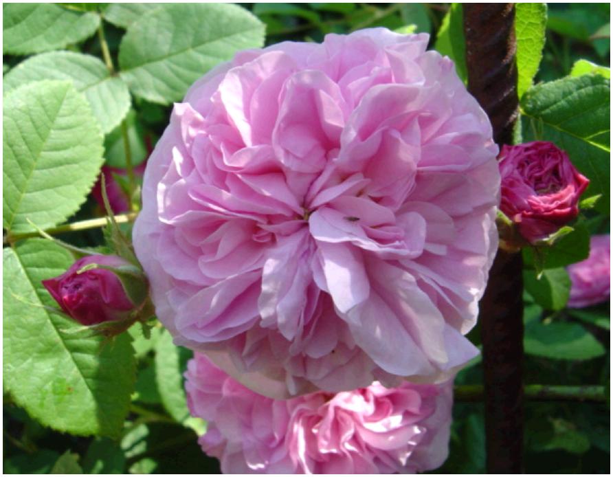ReinedesCentfeuilles637