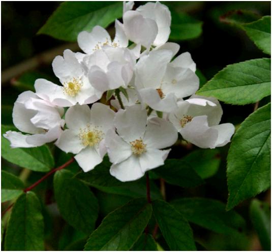 rmoschata