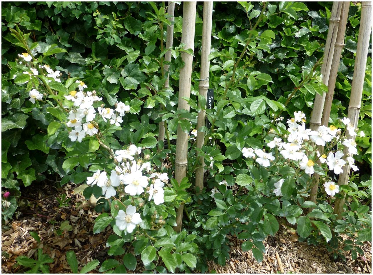 rmultiflorainer