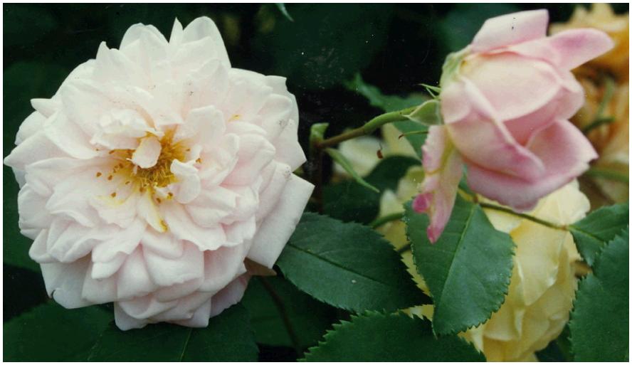 rosagrussanAachen