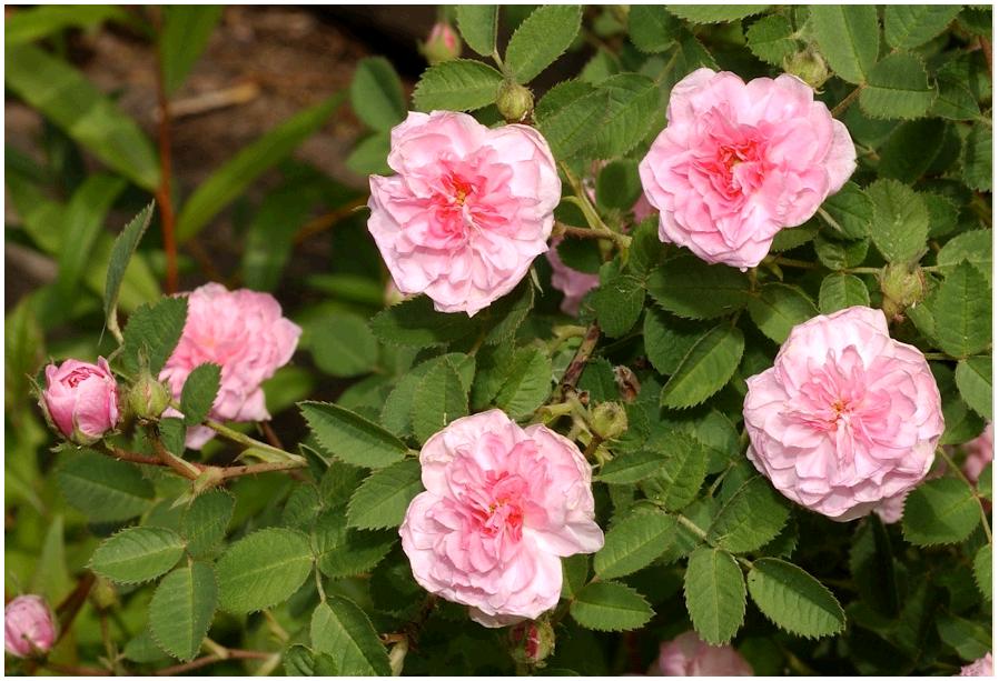 RosedeMeaux