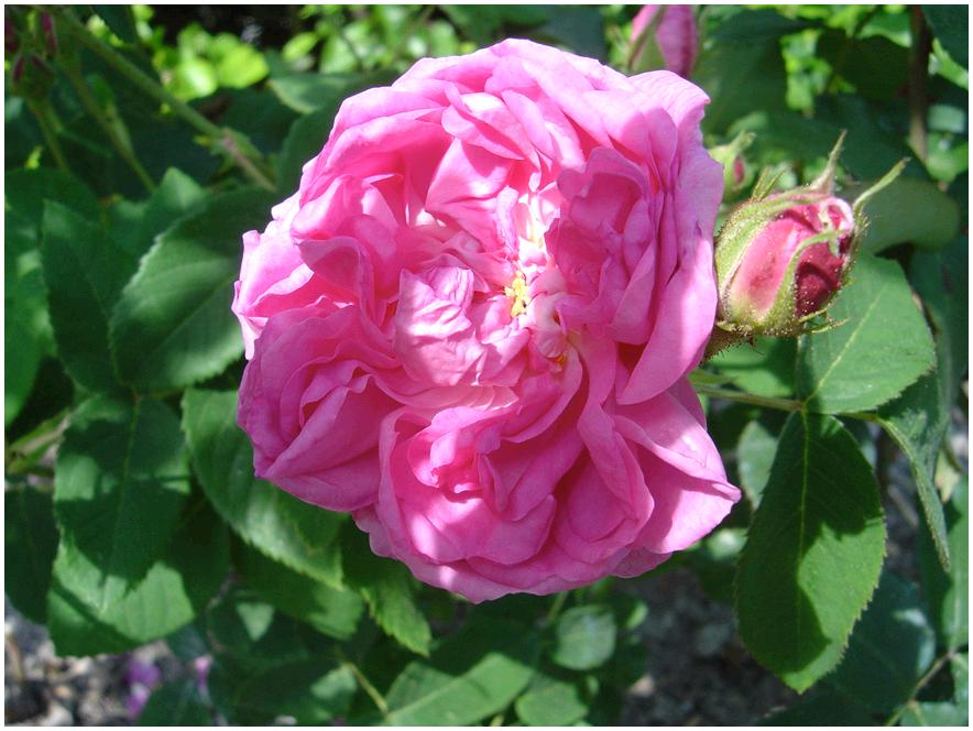 Rosedespeintres