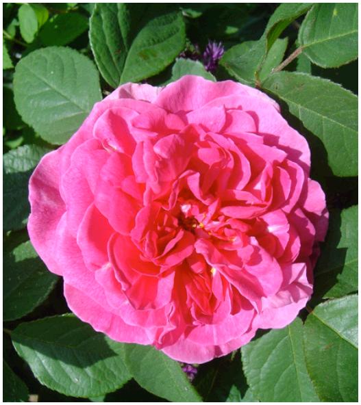 RoseduRoi