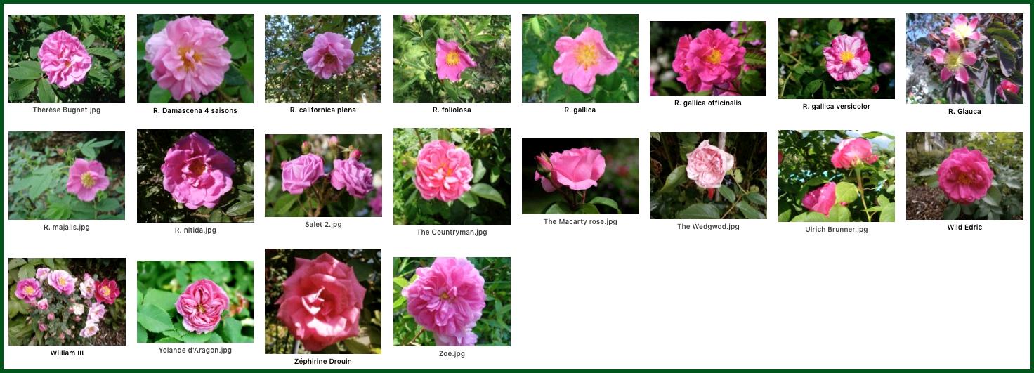 rosevif2