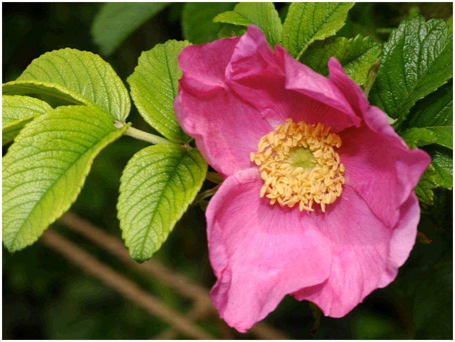 rrugosa
