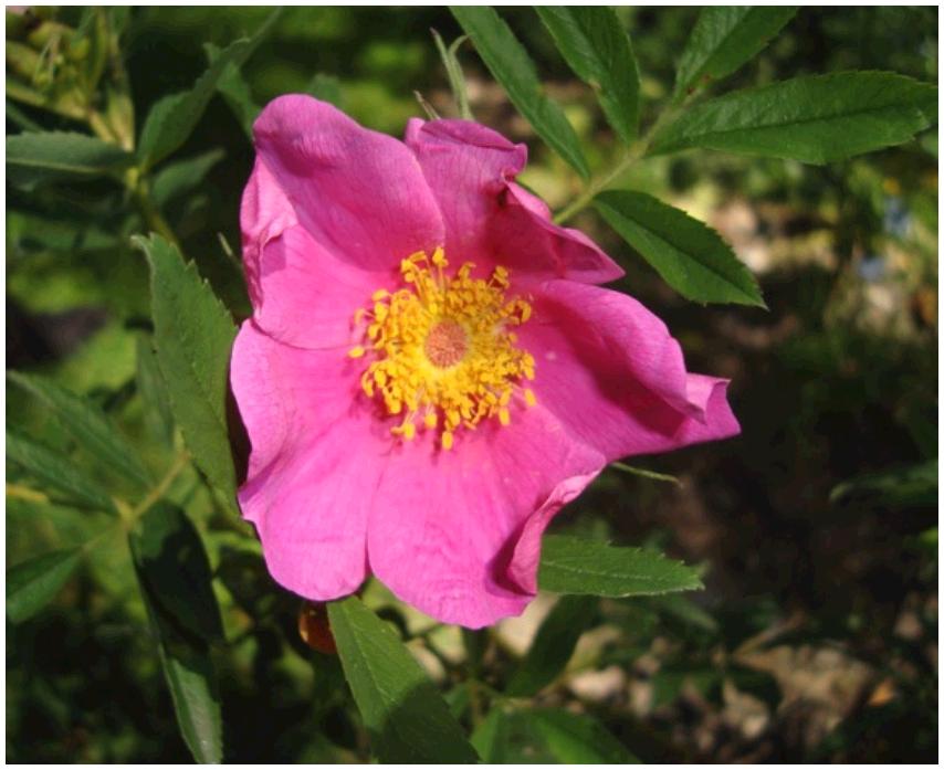 rstellata
