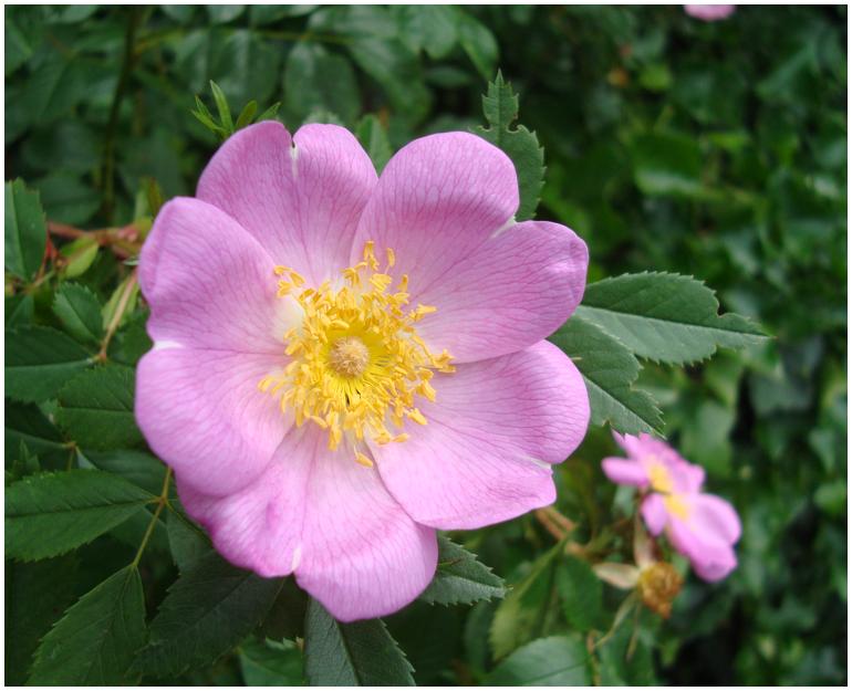 Rvirginiana